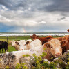 Ubicie 200 tys. krów ma wypełnić plany klimatyczne