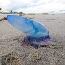 Niebezpieczne meduzy na plażach Irlandii