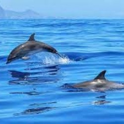Delfiny uratowały pływającego mężczyznę