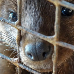 Irlandia zakazuje hodowli zwierząt na futro