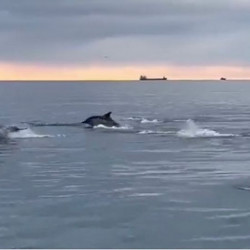 Stado delfinów u wybrzeży Dublina