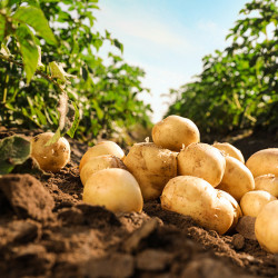 Przez deszcze większość ziemniaków pozostała w ziemi