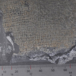 Skamieniała gąbka sprzed 315 mln lat odnaleziona w Irlandii
