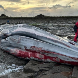 Martwy wieloryb na irlandzkiej plaży