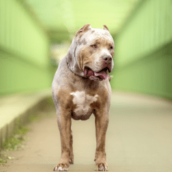 Rząd ogłosił ban na psy rasy XL Bully
