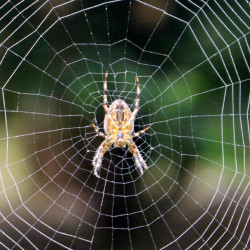 W Irlandii trwa inwazja pająków. Szturmują domy