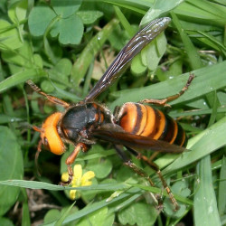 Plaga szerszeni w okolicach Cork i Dublina