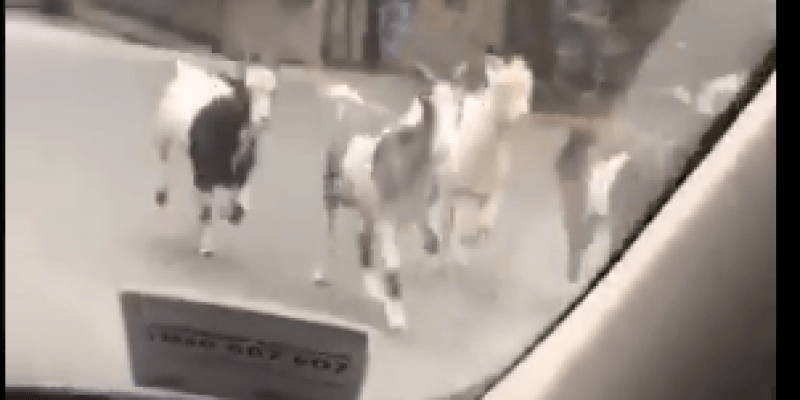 Kozy wstrzymały ruch w Cork, jedna z nich poszukiwana