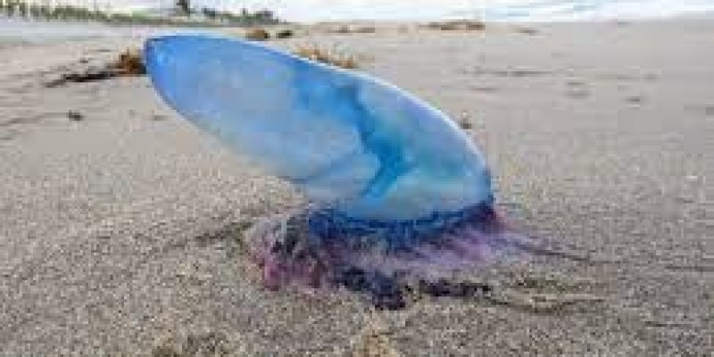 Niebezpieczne meduzy na plażach Irlandii