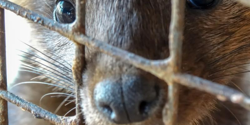 Irlandia zakazuje hodowli zwierząt na futro