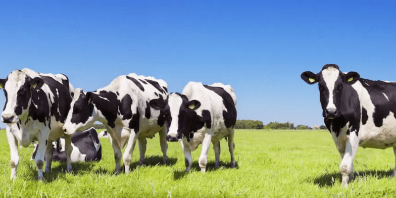 Irlandzcy rolnicy mogą zostać zmuszeni do uboju bydła
