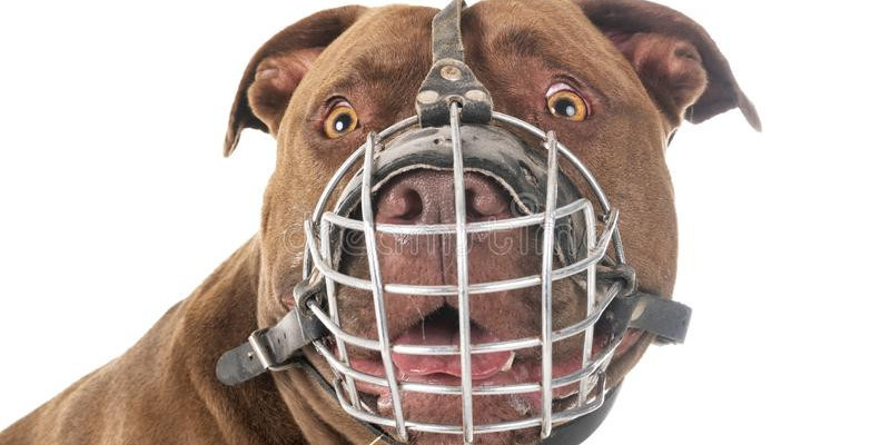 Kary do 500 euro za wyprowadzanie psa bez kagańca
