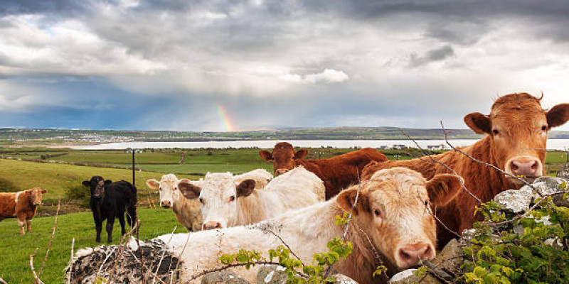 Ubicie 200 tys. krów ma wypełnić plany klimatyczne
