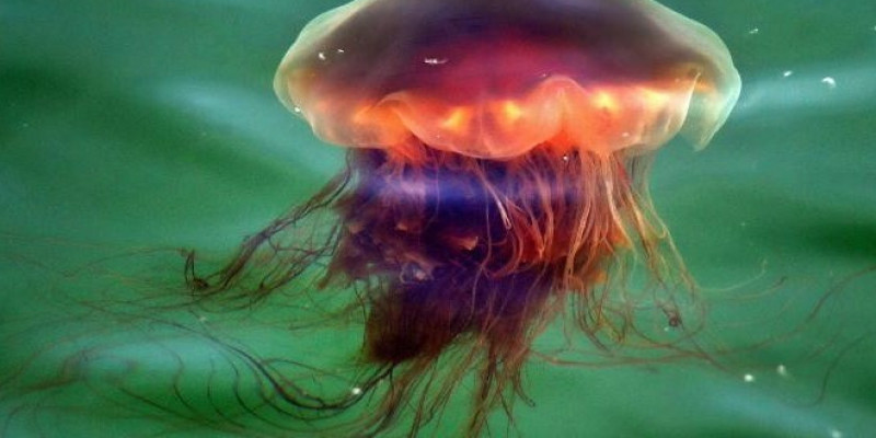 Niebezpieczne meduzy na irlandzkich plażach