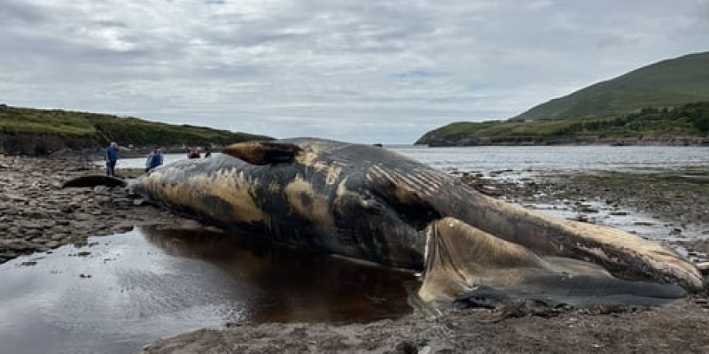19-metrowy martwy wieloryb na irlandzkiej plaży
