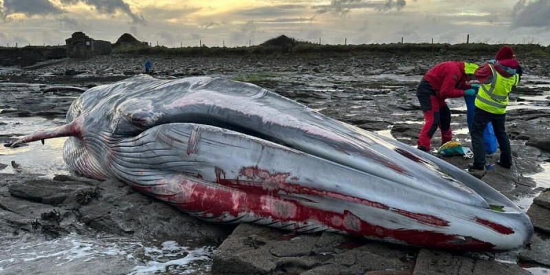 Martwy wieloryb na irlandzkiej plaży