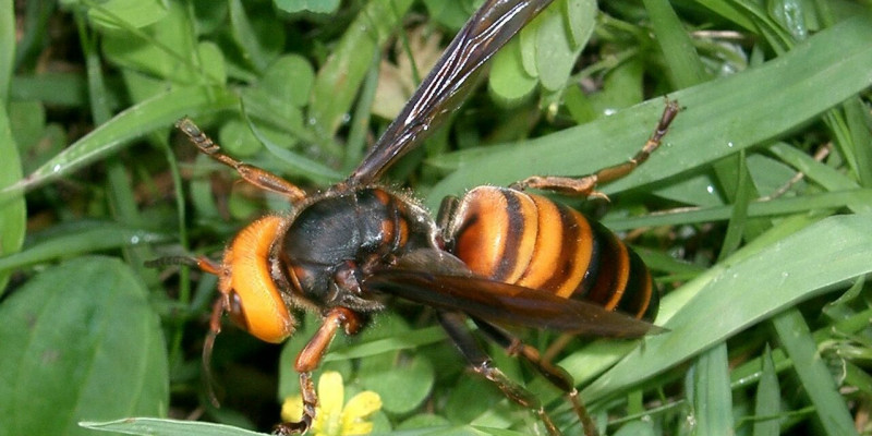 Plaga szerszeni w okolicach Cork i Dublina